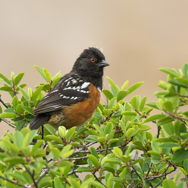 Spotted Towhee