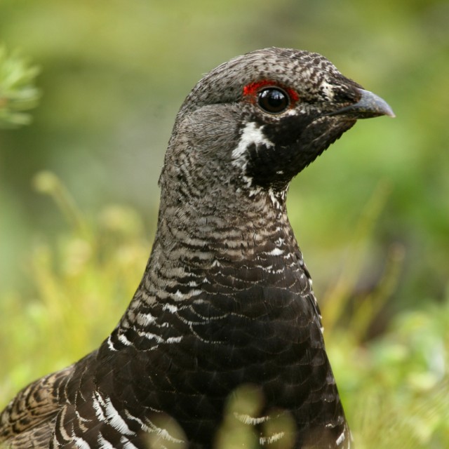 Spruce Grouse