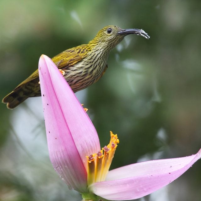 Streaked Spiderhunter
