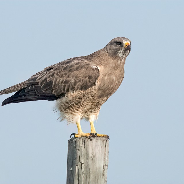 Swainson's Hawk