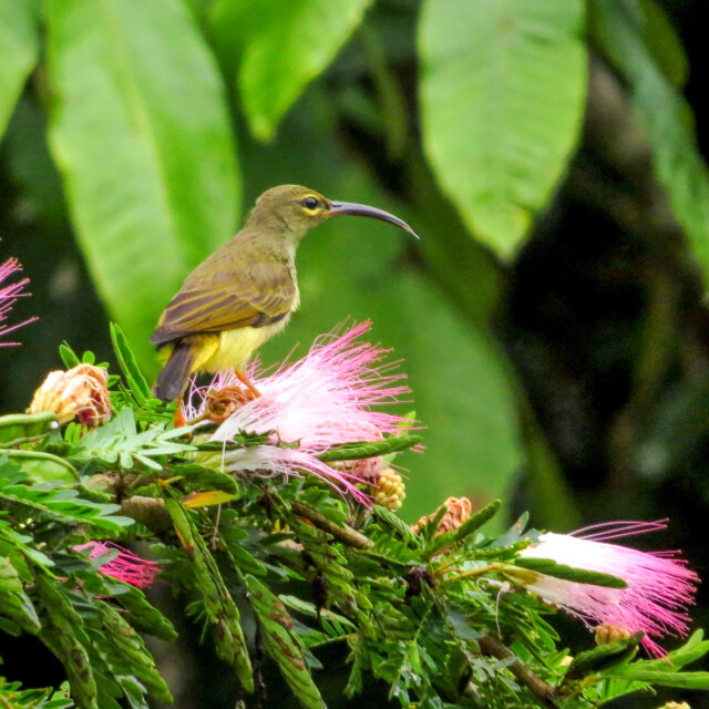 Thick-billed Spiderhunter