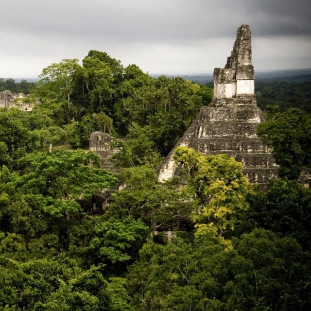 Tikal jungle