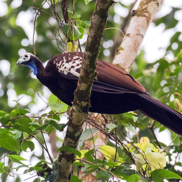 Trinidad Piping Guan