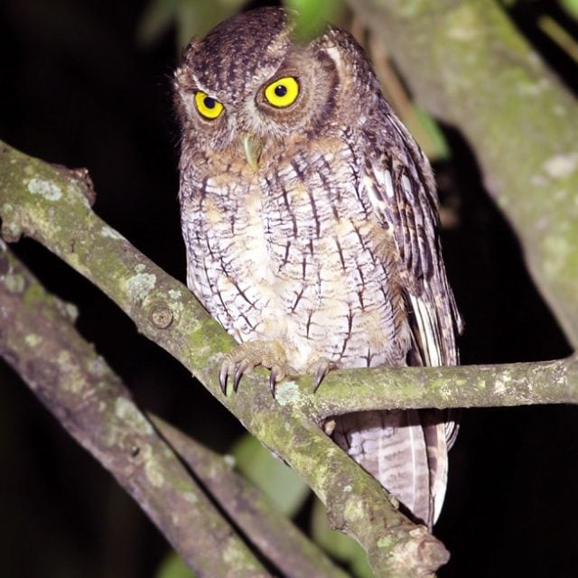 Tropical Screech Owl
