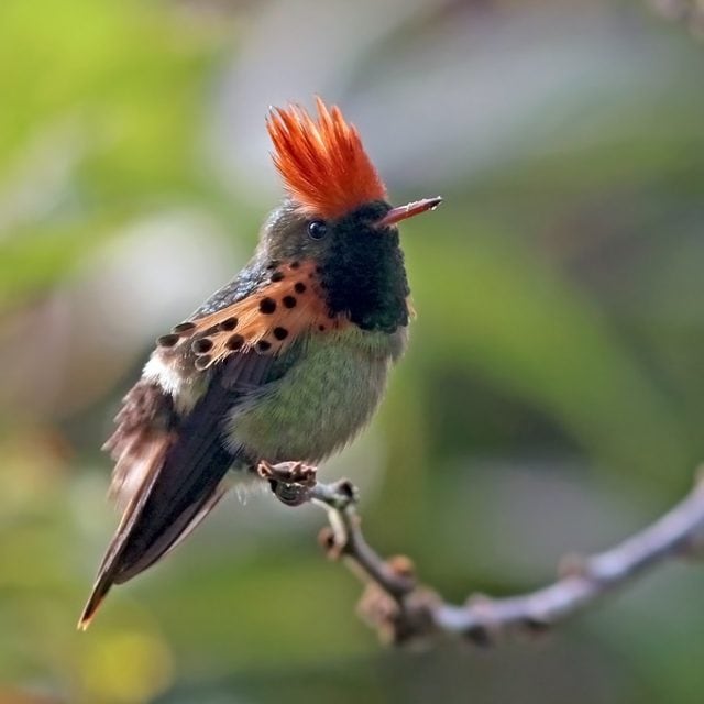 Tufted Coquette