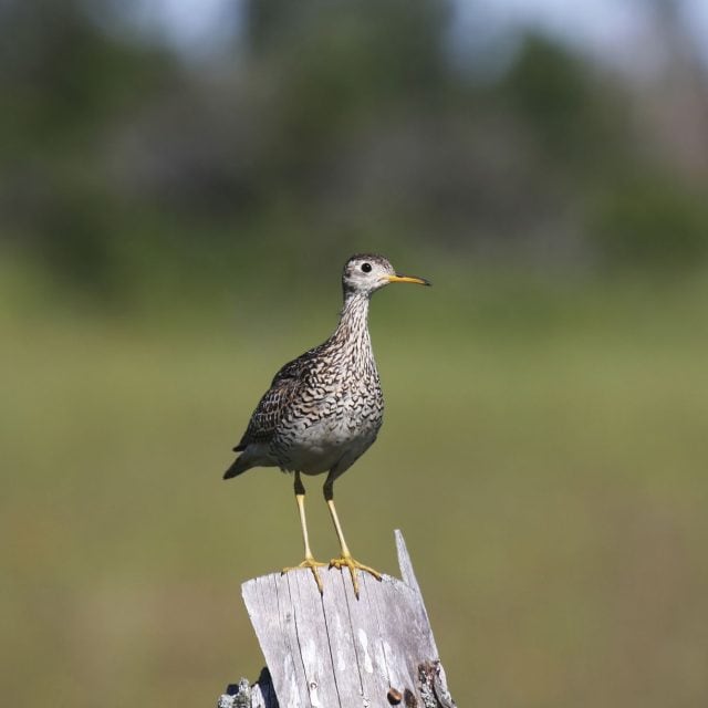 Upland Sandpiper