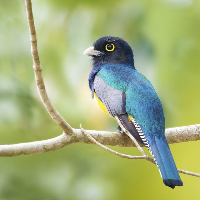 Violaceous Trogon
