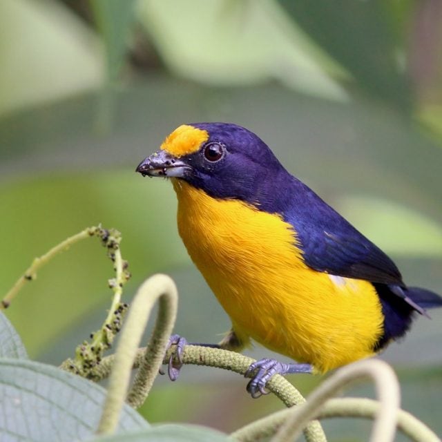 Violaceous Euphonia