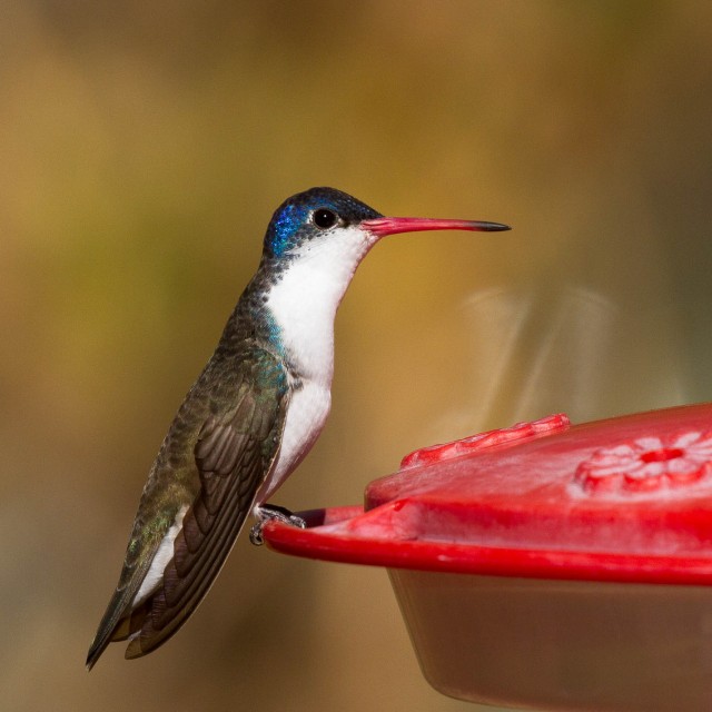 Violet-crowned Hummingbird