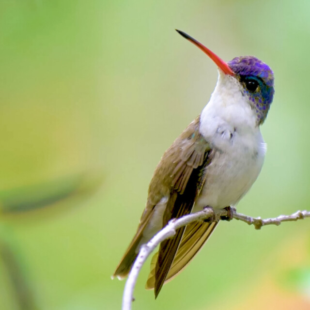 Violet-crowned Hummingbird