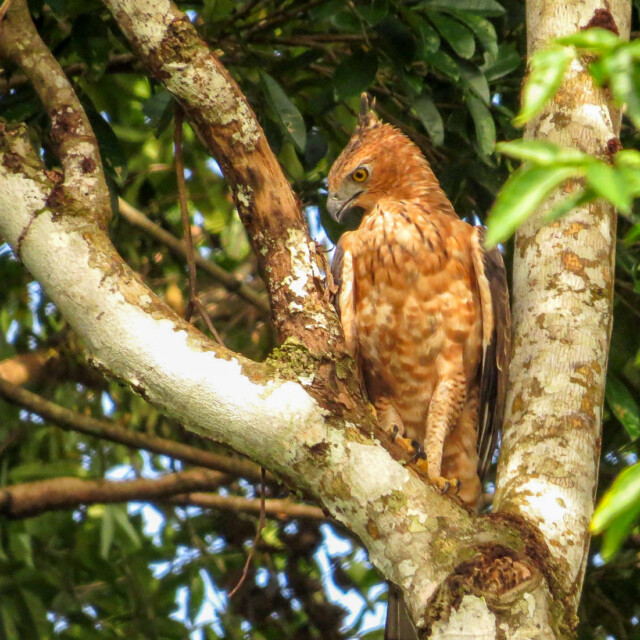 Wallace's Hawk-Eagle
