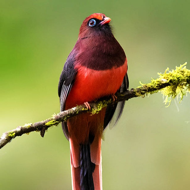Ward's Trogon