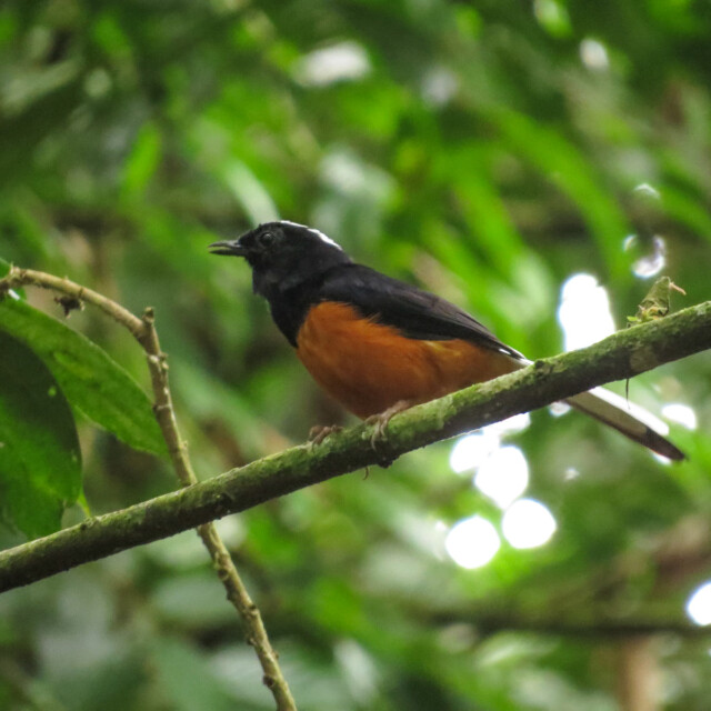 White-crowned Shama, Borneo