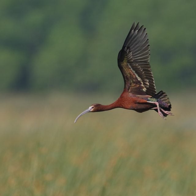 White-faced Ibis