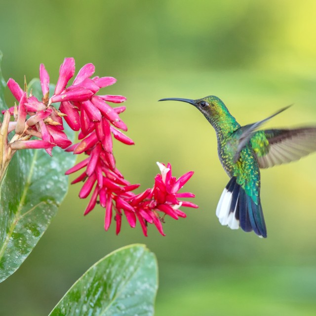White-tailed Sabrewing