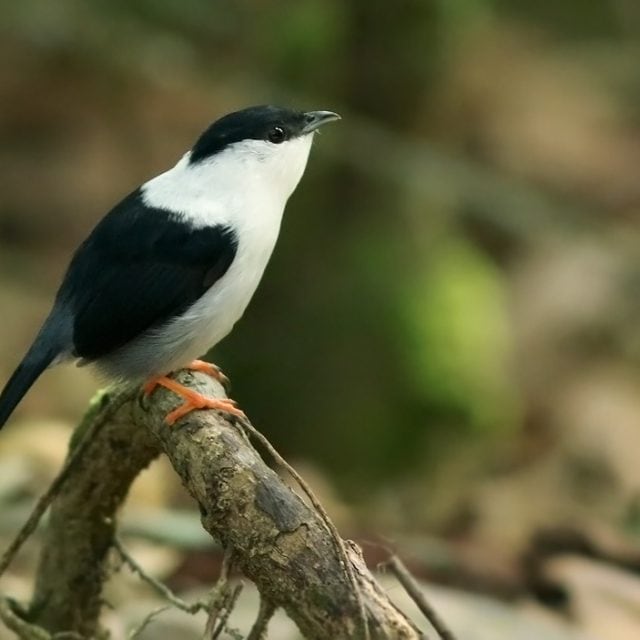 White Bearded Manakin