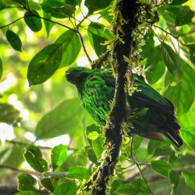 Whiteheads Broadbill, Mount Kinabalu