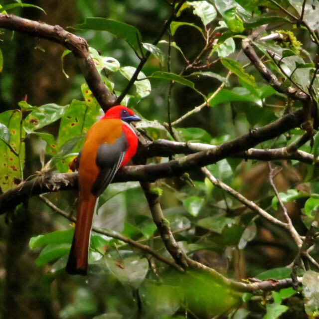 Whitehead's Trogon