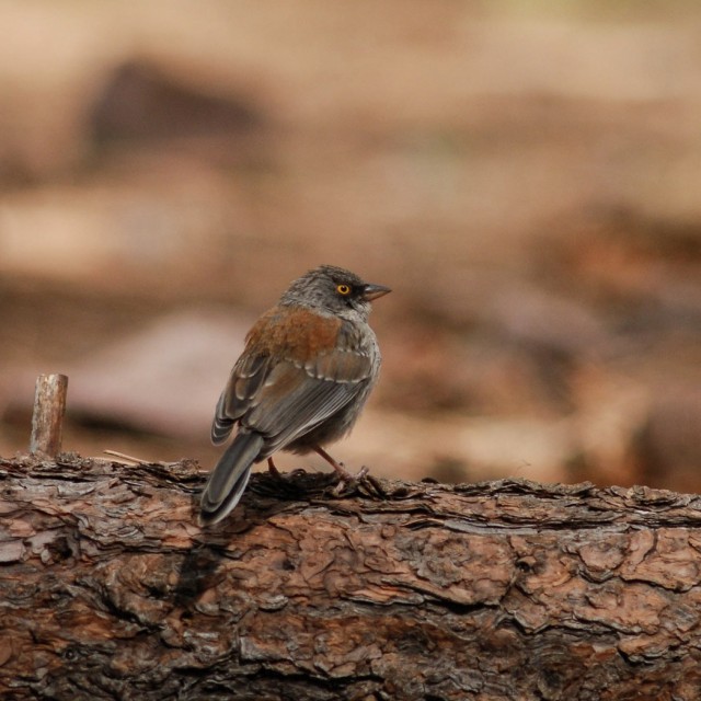 Yellow-eyed Junco