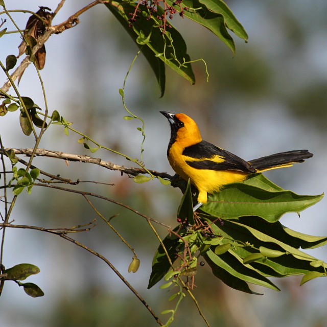 Yellow-tailed Oriole
