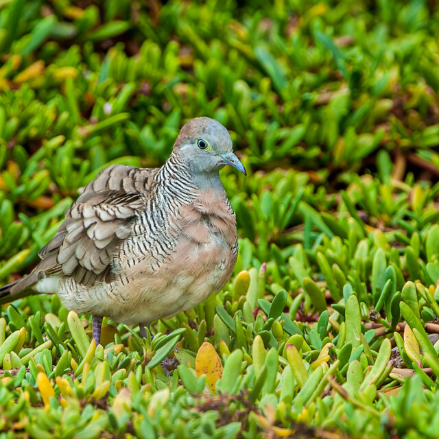 Zebra Dove