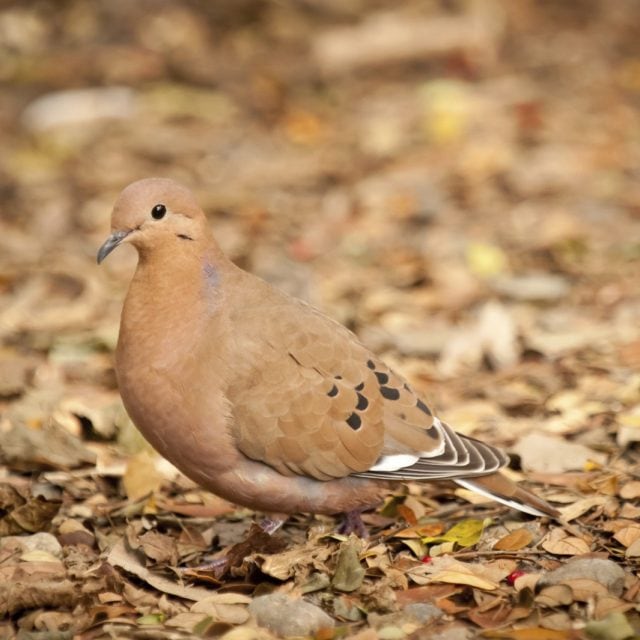 Zenaida Dove