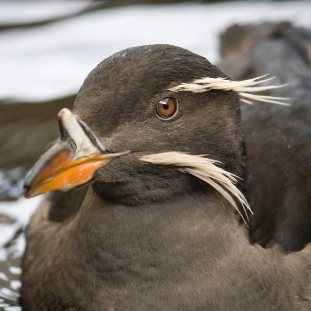 Rhinoceros Auklet