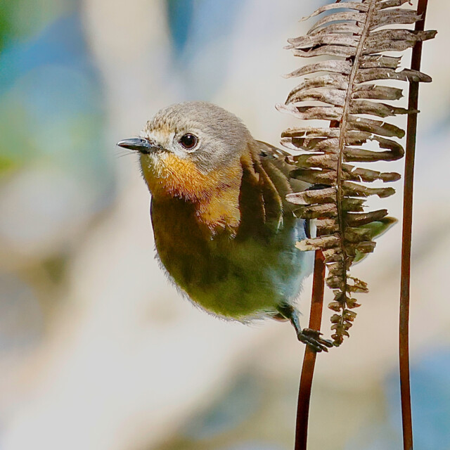 Kauai Eleapio