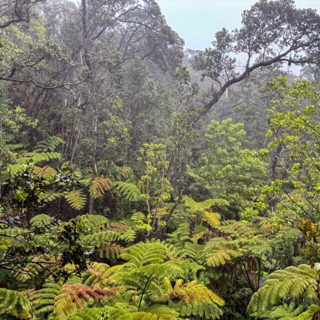 Volcanos National Park Forest