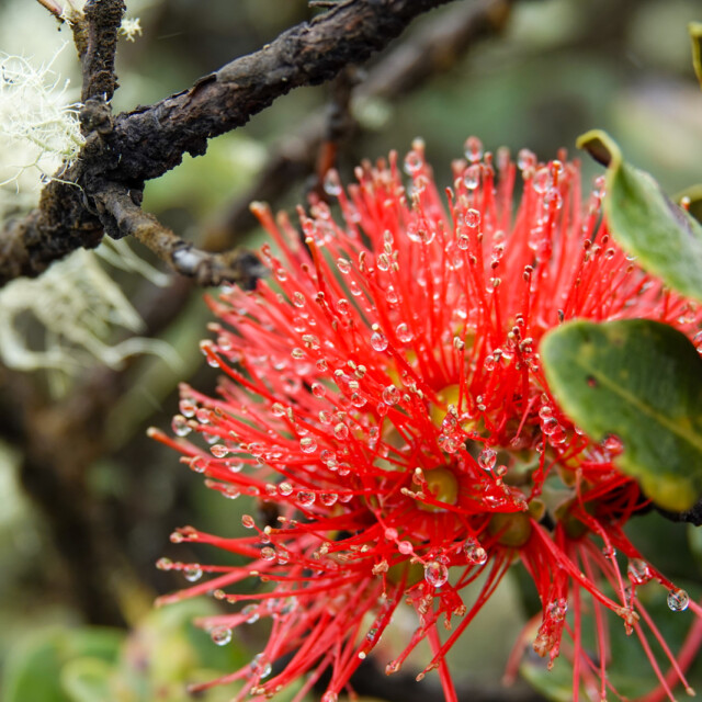 Ohia flower