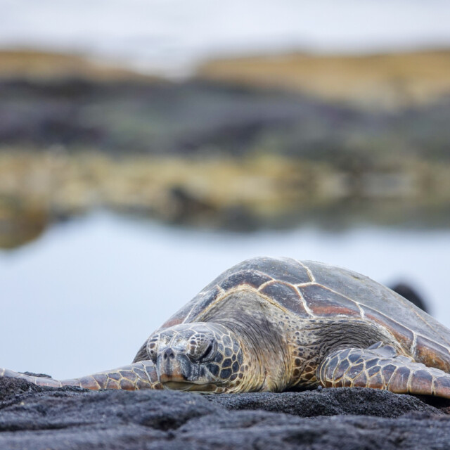 Green Sea Turtle
