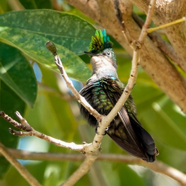 Antillean Crested Hummingbird