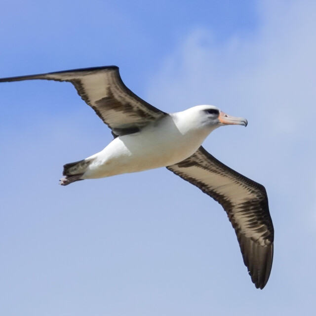 Laysan Albatross