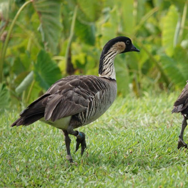 Hawaiian Goose