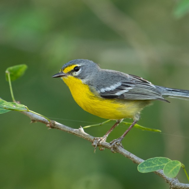 Adelaide's Warbler