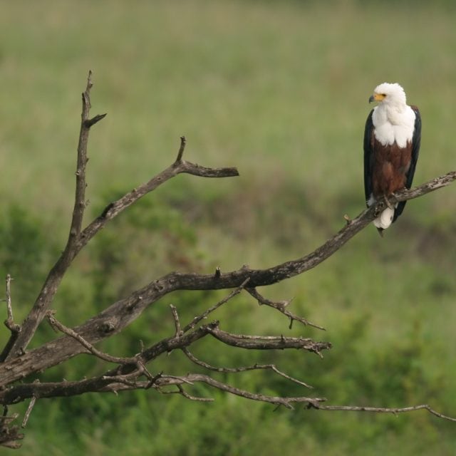 African Fish Eagle