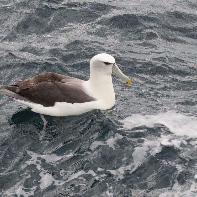 White-capped Albatross