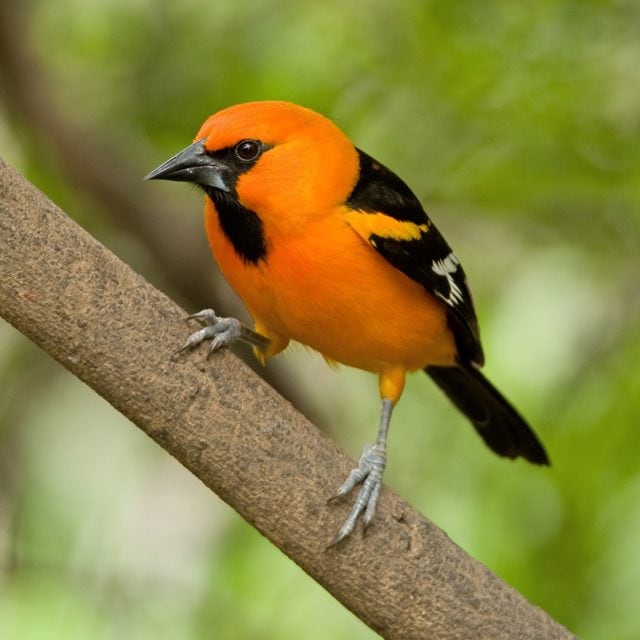 Explore Eagle-Eye Tours for USA