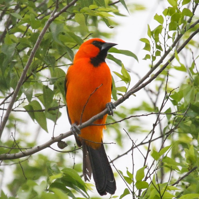 Altamira Oriole
