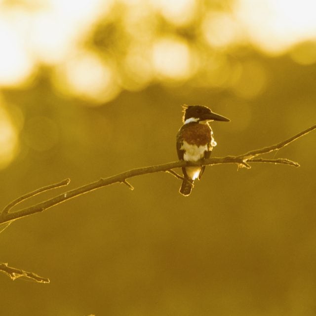 Amazon Kingfisher © Steve Ogle