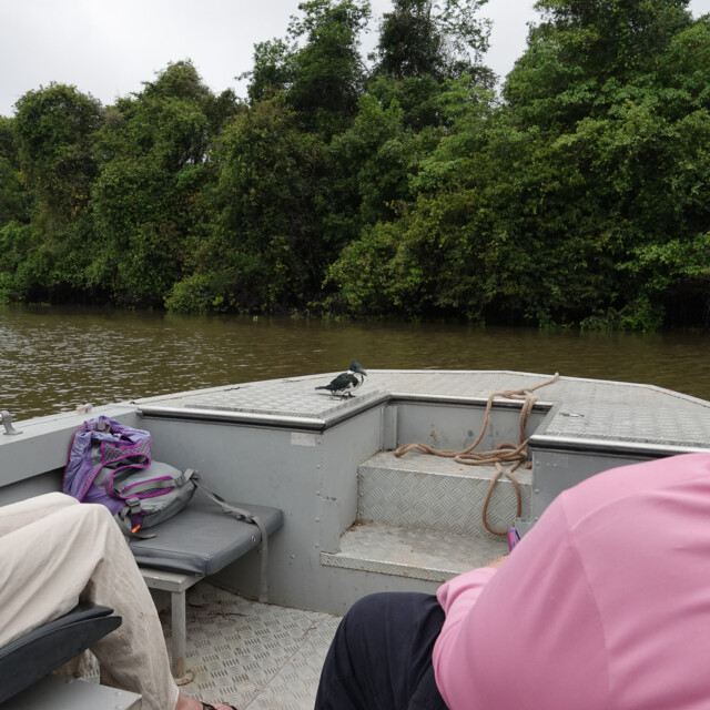 Amazon Kingfisher catching a ride on the boat