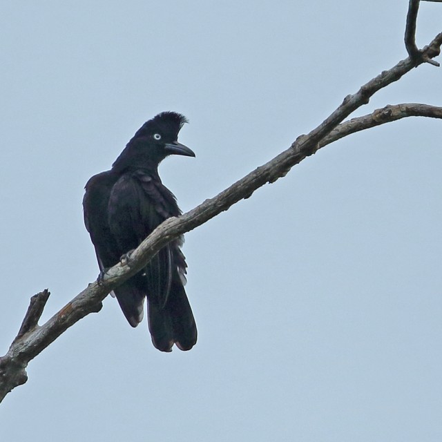 Amazonian Umbrellabird