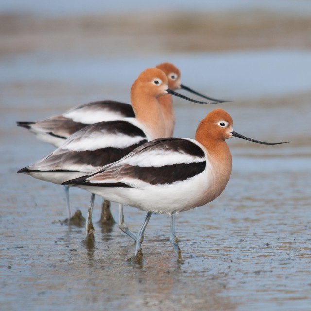 American Avocet