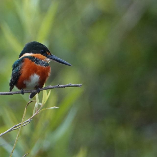 American Pygmy Kingfisher