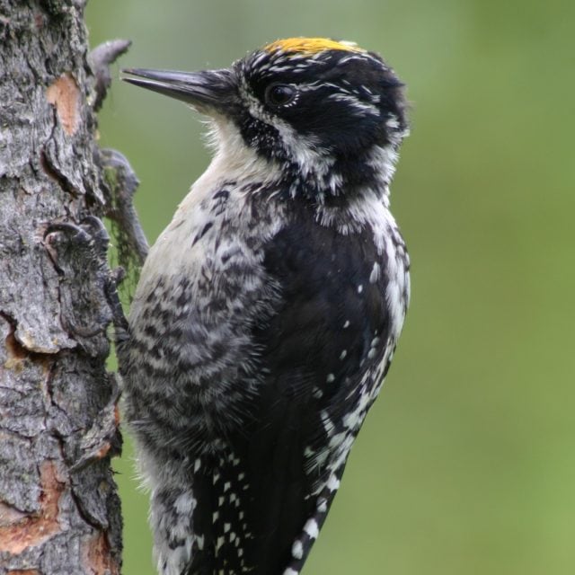 American Three-toed Woodpecker