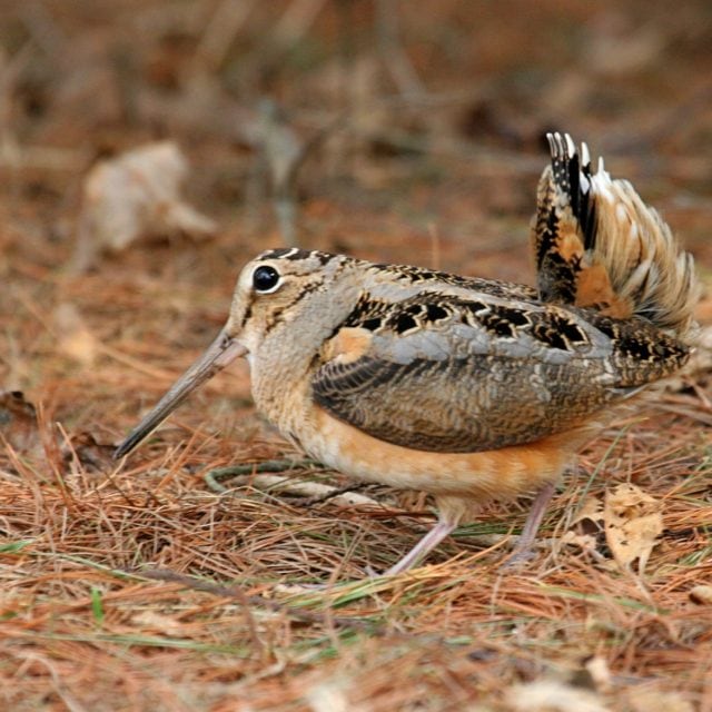 American Woodcock