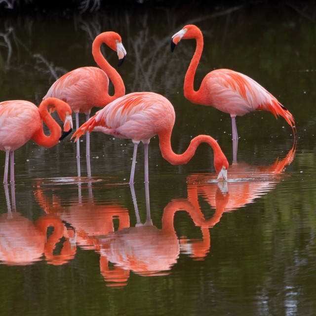 American Flamingoes