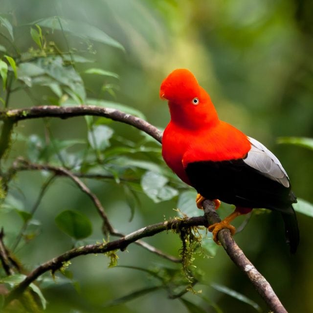 Andean Cock-of-the-Rock