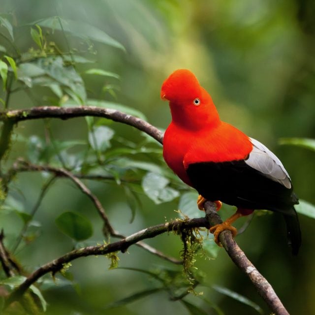 Andean Cock-of-the-Rock