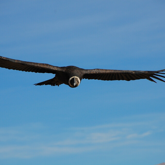 Andean Condor flying